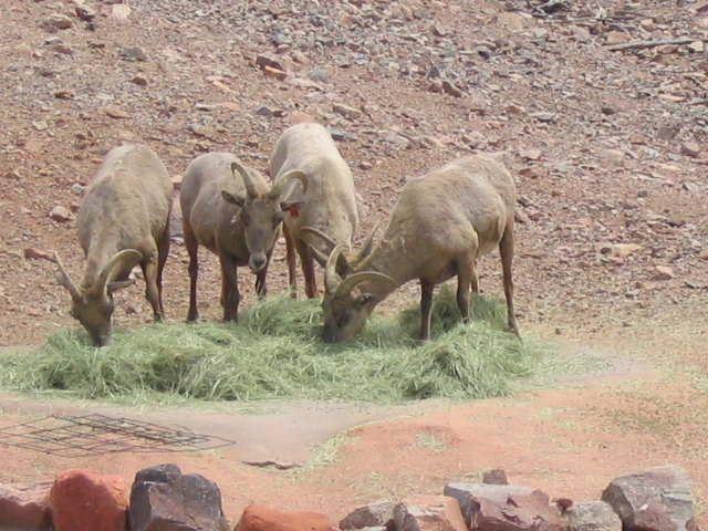 618x457 pixels (229K)